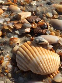 Close-up of seashells on sea