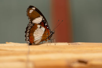 Close-up of butterfly on wood