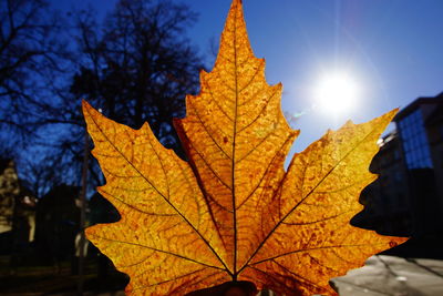 Maple leaf against sky on sunny day