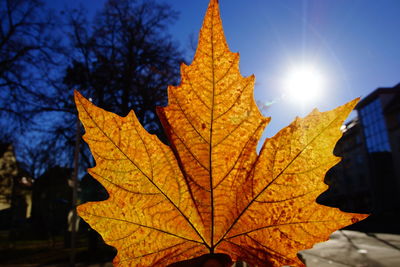 Close-up of maple leaves