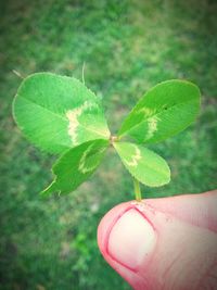 Close-up of cropped hand holding plant