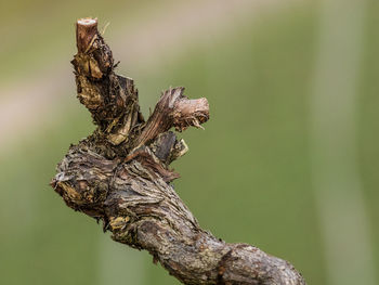 Close-up of grasshopper on tree