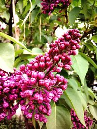 Close-up of pink flowering plant