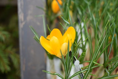 Close-up of yellow crocus flower on field