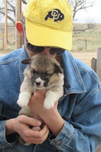 Teenage boy carrying pembroke welsh corgi puppy