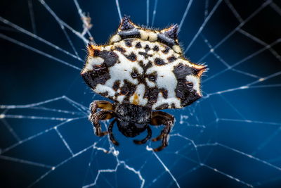 Close-up of spider on web