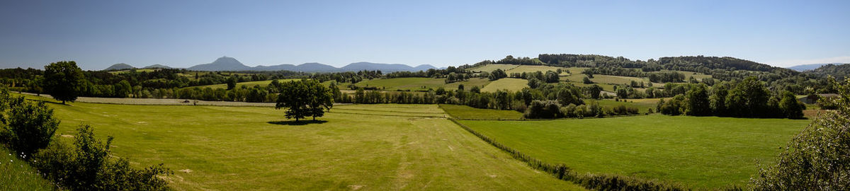 Scenic view of field against clear sky