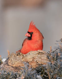 Close-up of bird perching on rock