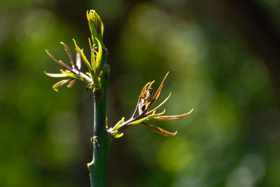 Close-up of plant against blurred background