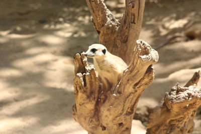 View of a bird on tree trunk