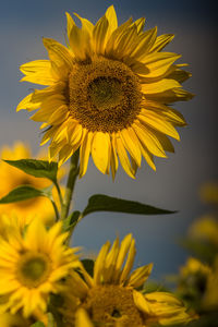 Close-up of sunflower