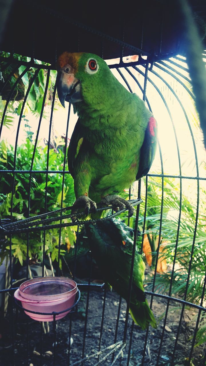 one animal, animal themes, bird, green color, animals in captivity, parrot, water, perching, multi colored, beak, no people, retail