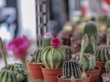 Close-up of cactus flower pot