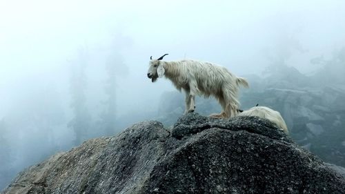 Low angle view of goat standing on rock against sky