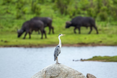 Bird perching on rock