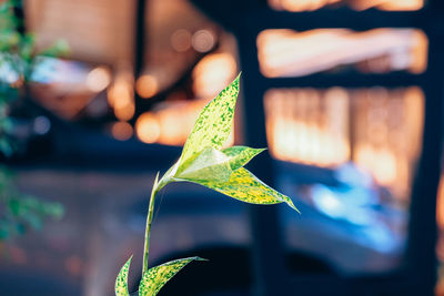 Close-up of plant leaves