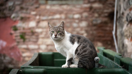 Street cat istanbul