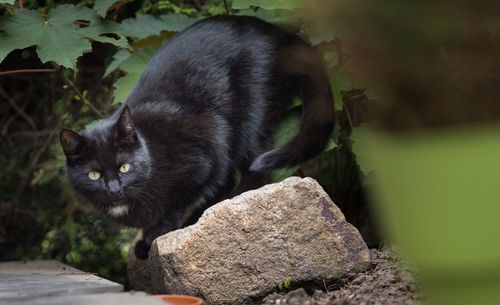 Close-up of a cat