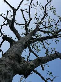 Close-up of tree against sky