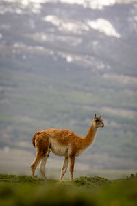 Deer standing on field