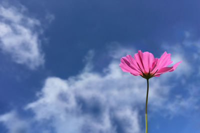 Low angle view of pink flowering plant against sky