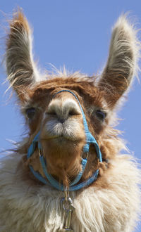 Close-up portrait of alpaca against clear sky