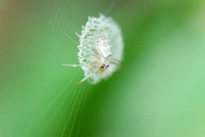 Close-up of spider on web