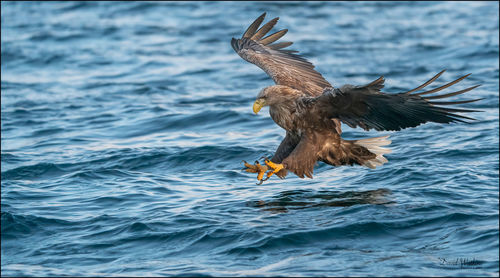 Bird flying over the sea
