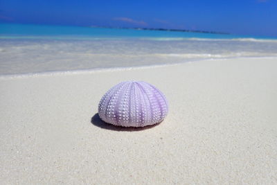 Sea urchin shell on pristine beach