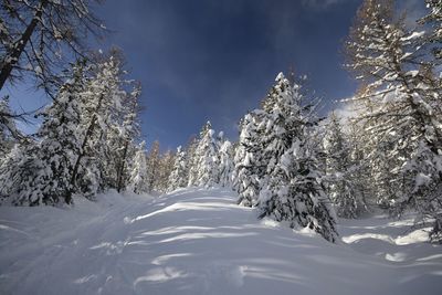 Snow covered trees against sky