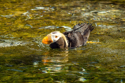 Close-up of tufted puffin swimming in pond