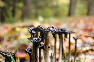 Close-up of bicycle on metal railing in forest