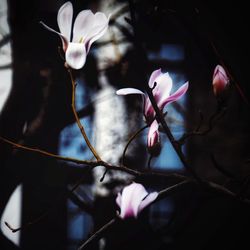 Close-up of pink flowers blooming outdoors