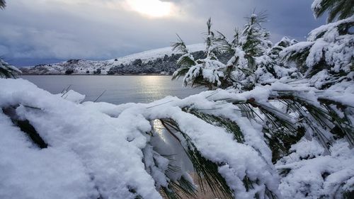 Close-up of frozen tree against sky