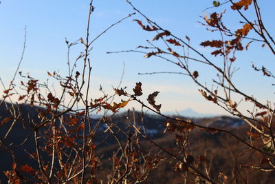 Close-up of dried plant on field against sky