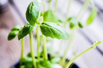 Close-up of fresh green leaves