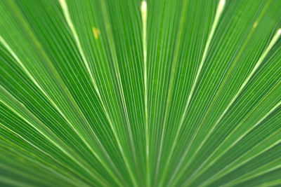 Full frame shot of palm leaf