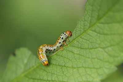 Close-up of insect on leaf