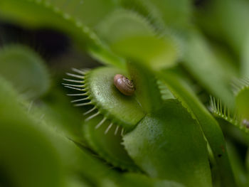 Close-up of a lizard on leaf