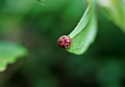 Close-up of ladybug on leaf