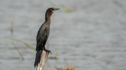 Close-up of bird perching on a lake