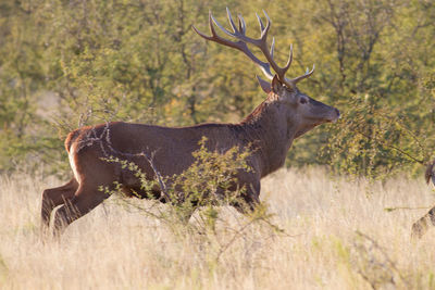 Side view of deer walking on field