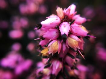 Close-up of fresh pink flowers blooming outdoors