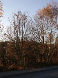 Trees against sky during sunset