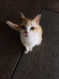 High angle portrait of cat at home