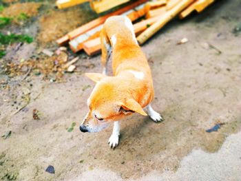 High angle view of a dog