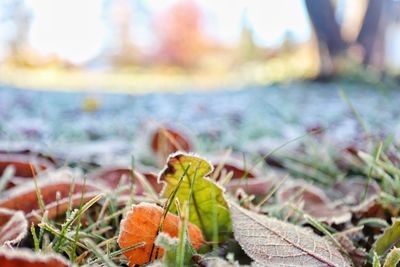 Close-up of maple leaves falling on land