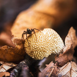 Close-up of dried fruits on dry leaves