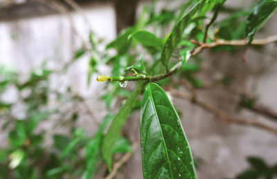 Close-up of insect on plant