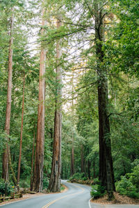 Road amidst trees in forest
